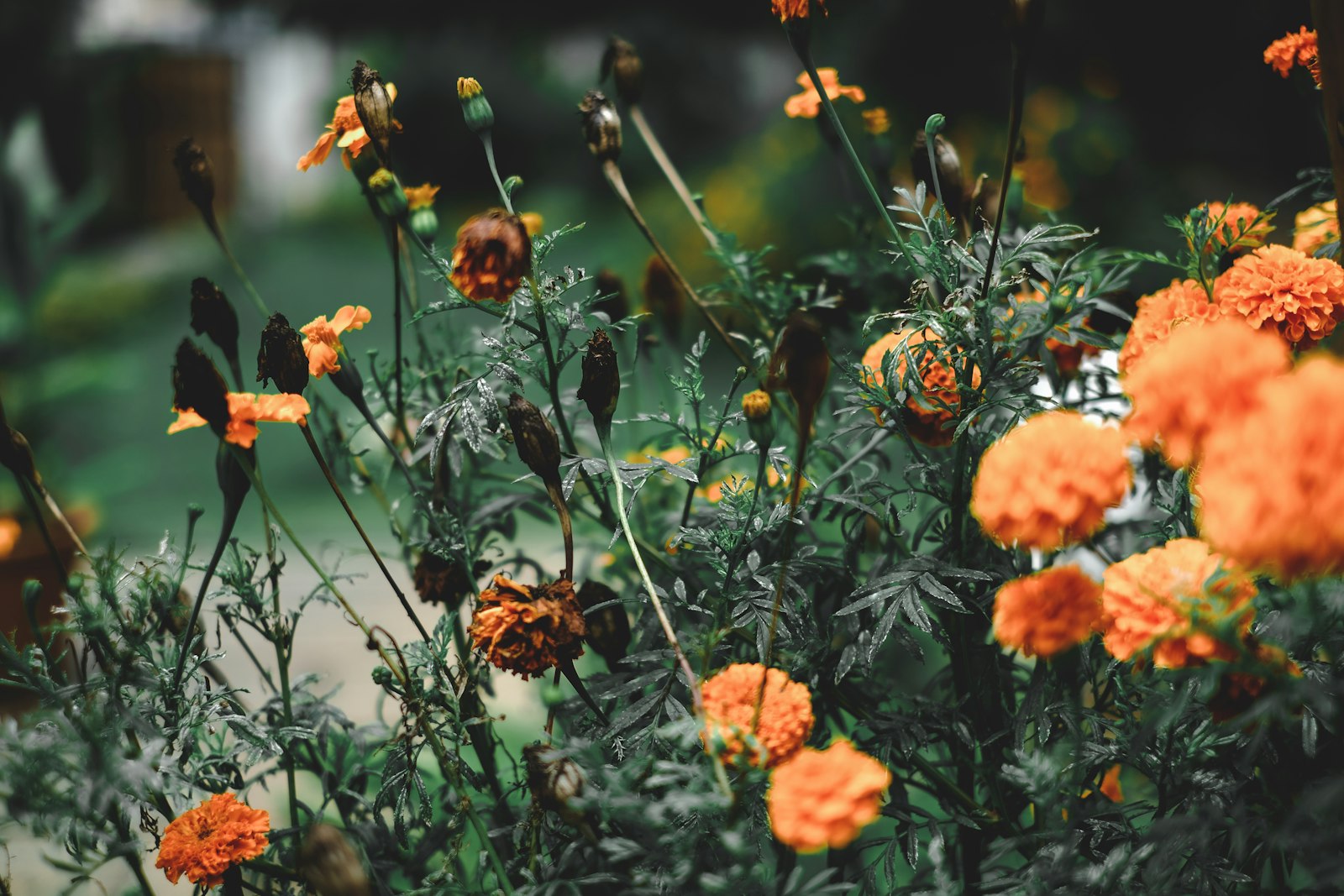 Marigold flowers — temple offering